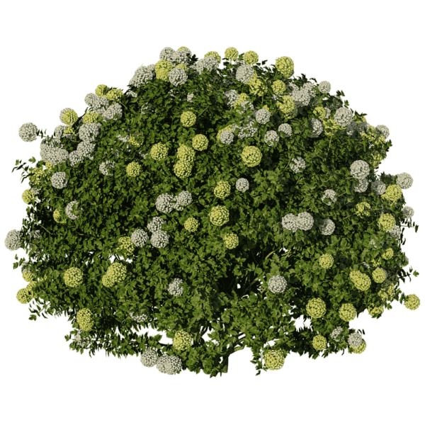 开花的结香植物灌木 瑞香花丛3D模型（OBJ,FBX,MAX）