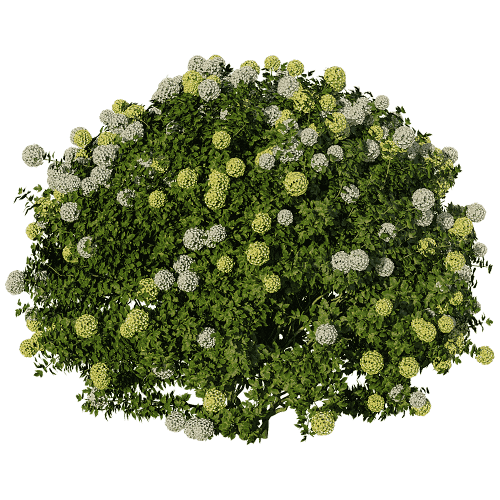 开花的结香植物灌木 瑞香花丛3D模型（OBJ,FBX,MAX）