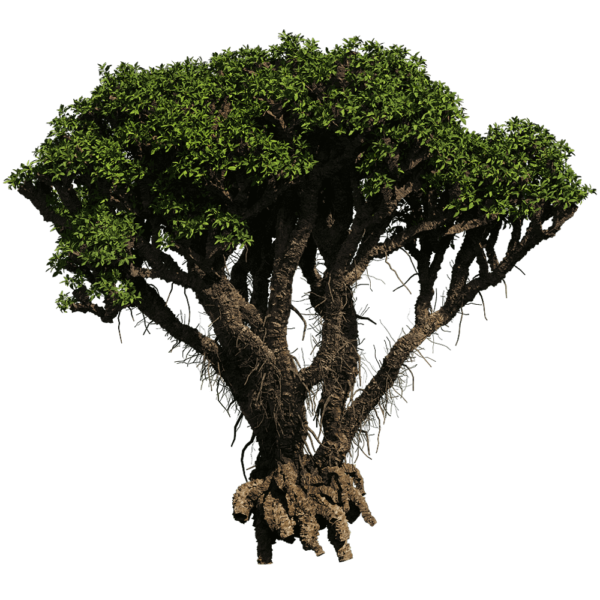 Avicennia Marina海榄雌树 白骨壤树3D模型（OBJ,FBX,MAX）