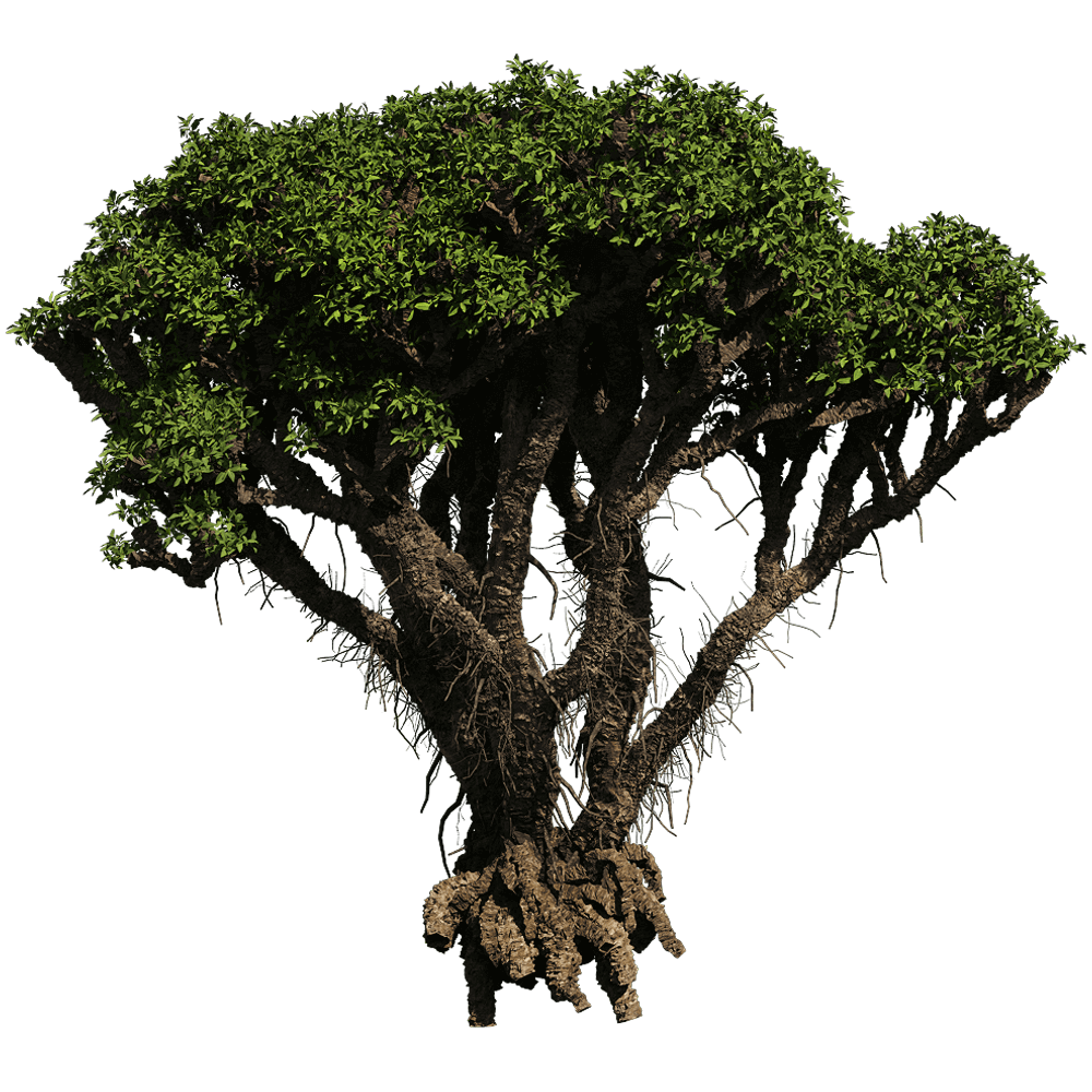Avicennia Marina海榄雌树 白骨壤树3D模型（OBJ,FBX,MAX）