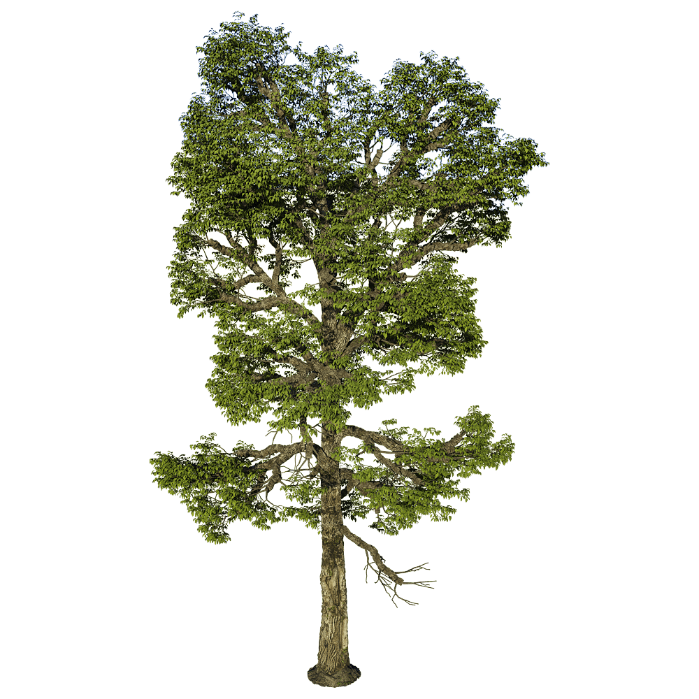 Carya Ovalis山胡桃树3D模型（OBJ,FBX,MAX）