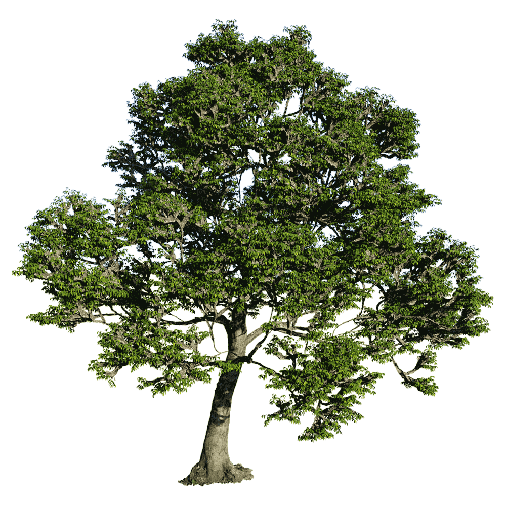 Celtis laevigata朴木3D模型（OBJ,FBX,MAX）