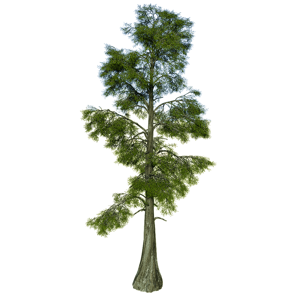 Taxodium Distichum落羽杉树3D模型（OBJ,FBX,MAX）