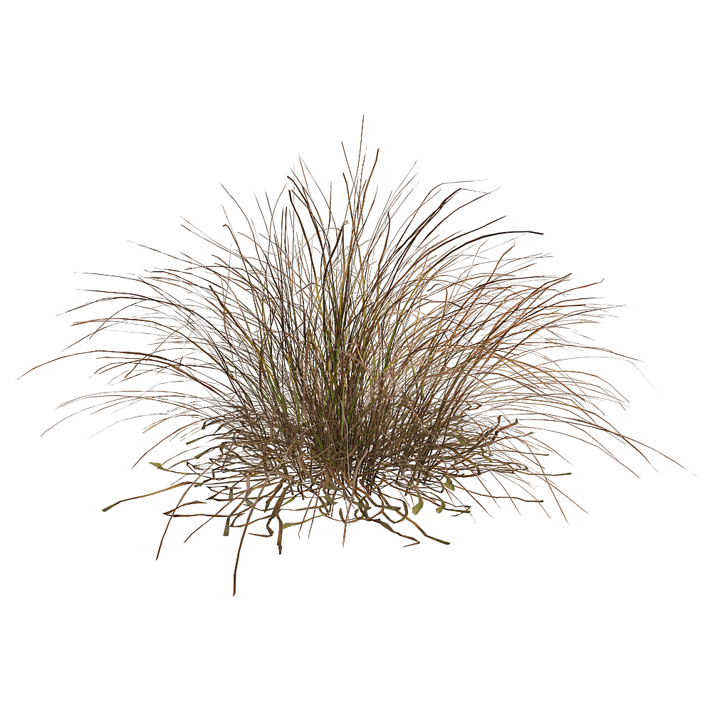 Eragrostis Curvula弯叶画眉草3D模型（OBJ,FBX,MAX）