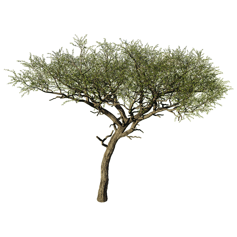 Balanites Aegyptiaca卤刺树3D模型（OBJ,FBX,MAX）