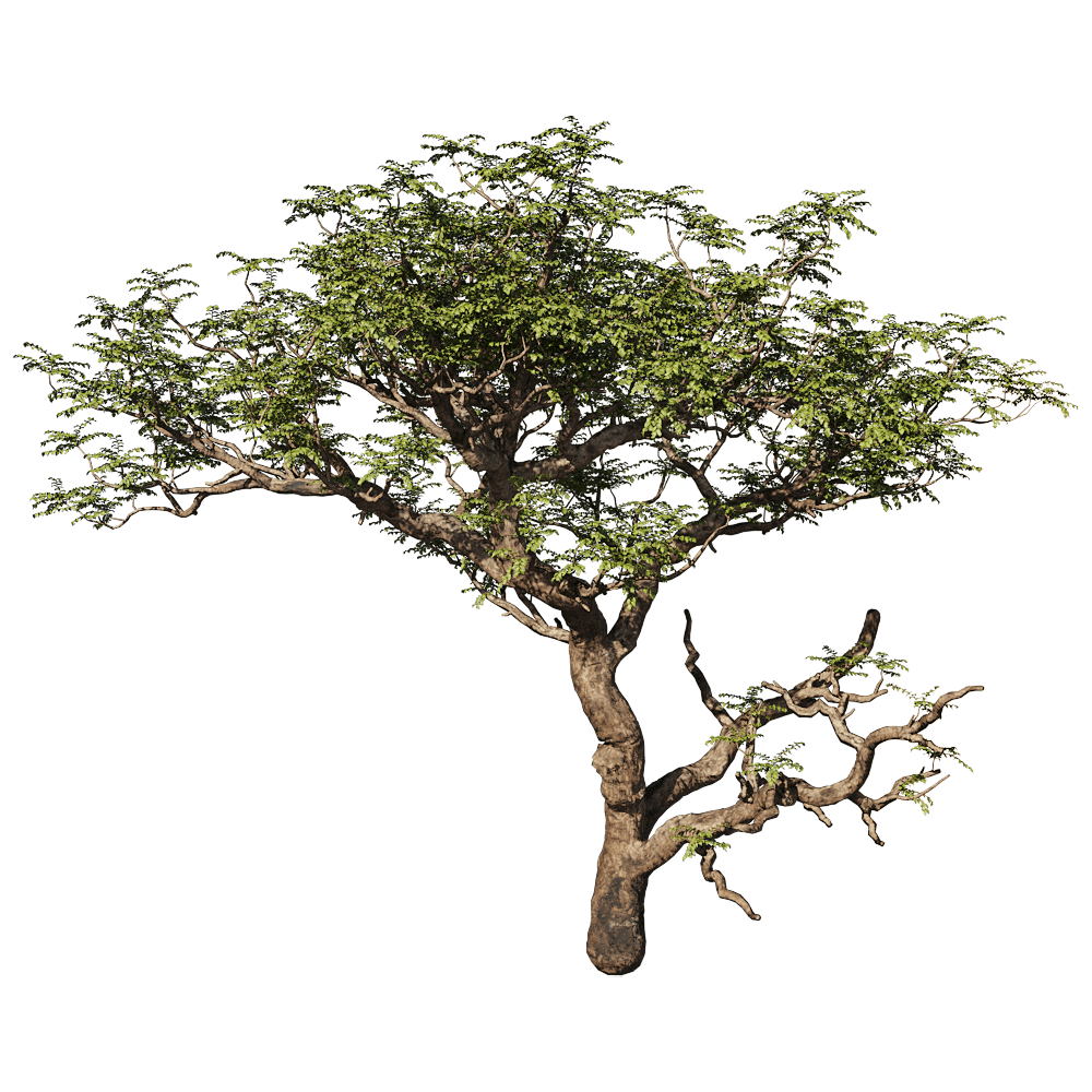 Boswellia Sacra阿拉伯乳香树3D模型（OBJ,FBX,MAX）