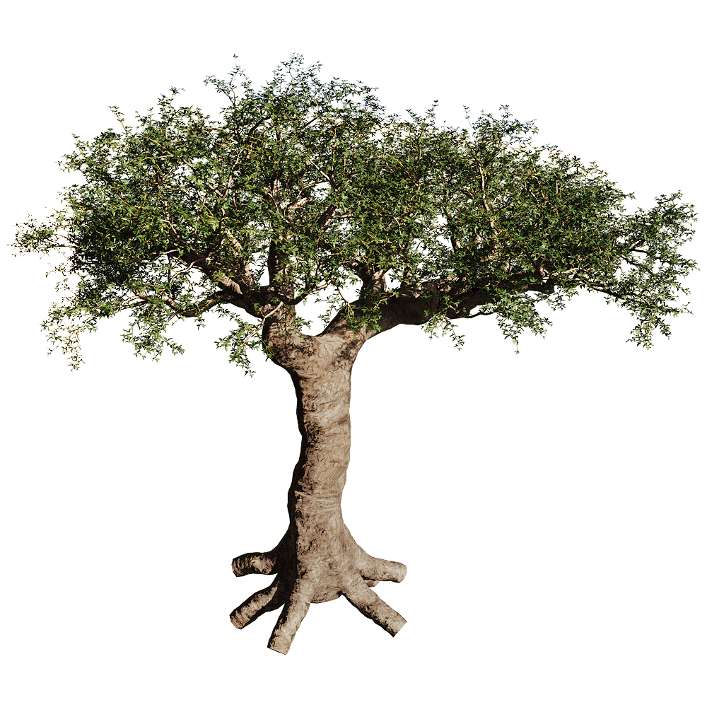 Commiphora Myrrha没药橄榄树3D模型（OBJ,FBX,MAX）