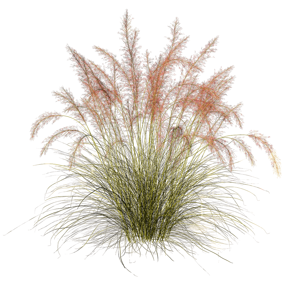Muhlenbergia Capillaris粉黛乱子草 观赏草丛3D模型（OBJ,FBX,MAX）