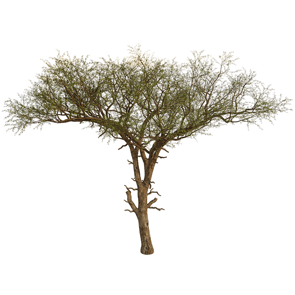 Balanites Aegyptiaca卤刺树3D模型（OBJ,FBX,MAX）