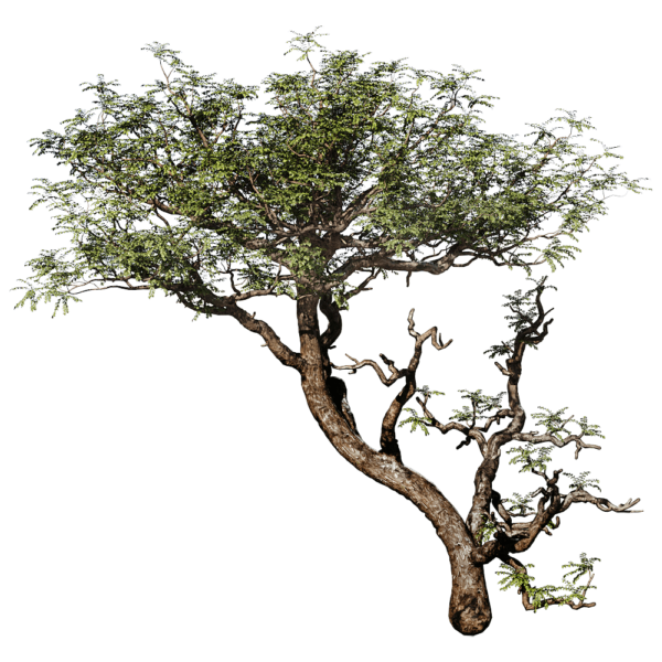 Boswellia Sacra阿拉伯乳香树3D模型（OBJ,FBX,MAX）