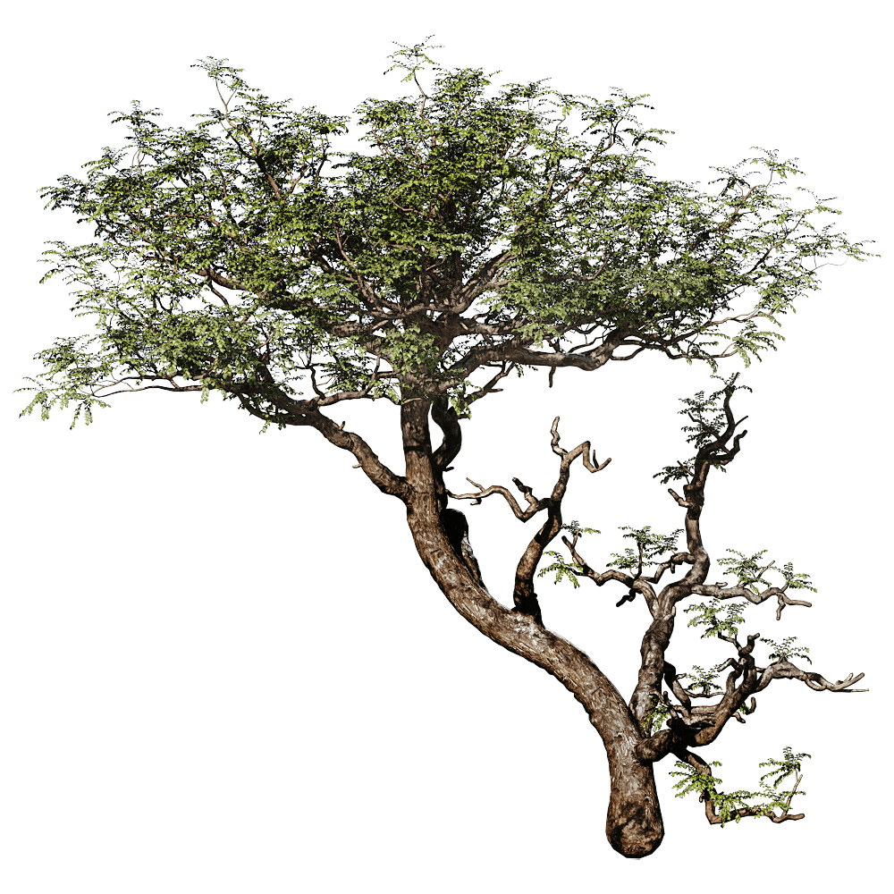 Boswellia Sacra阿拉伯乳香树3D模型（OBJ,FBX,MAX）