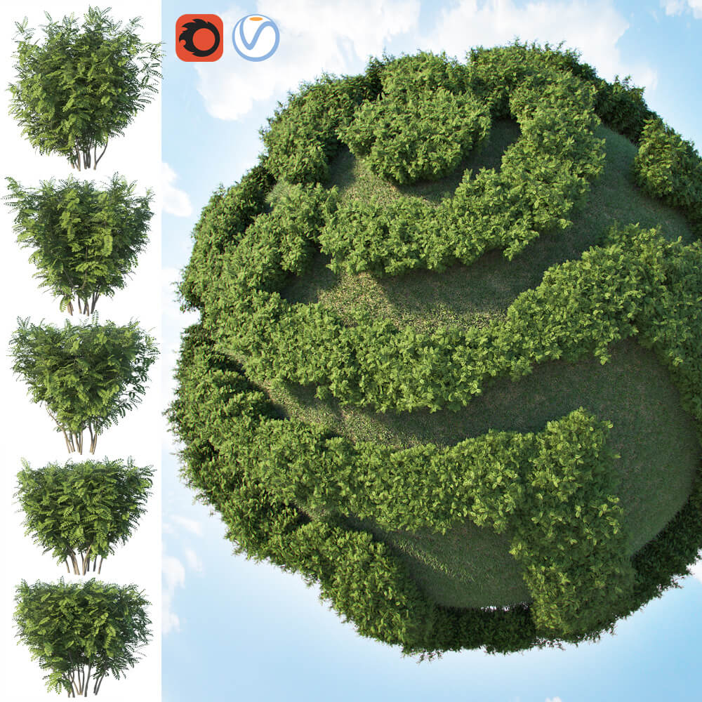 金合欢植物灌木3D模型（OBJ,MAX）