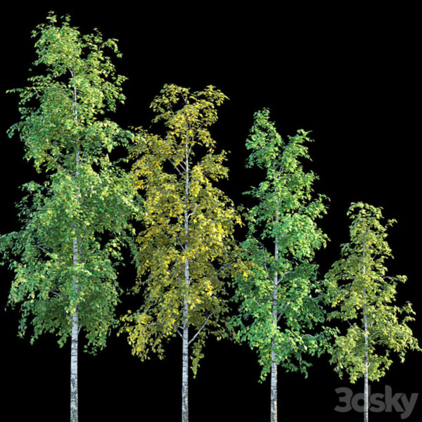 4种高度的桦树3D模型（OBJ,MAX）