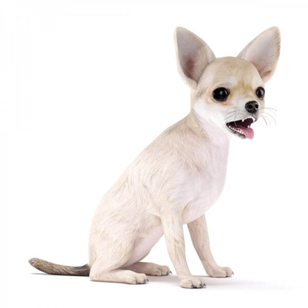 吉娃娃狗3D模型（OBJ,MAX）