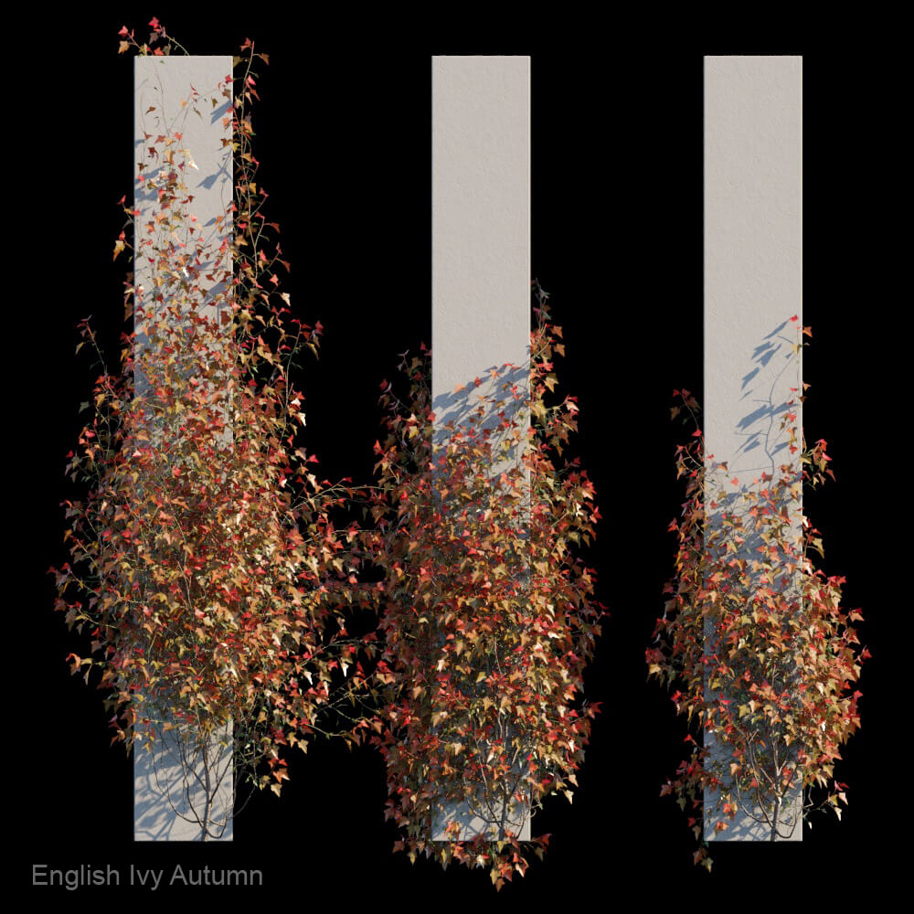 柱子上秋天的英国常春藤植物3D模型（FBX,MAX）