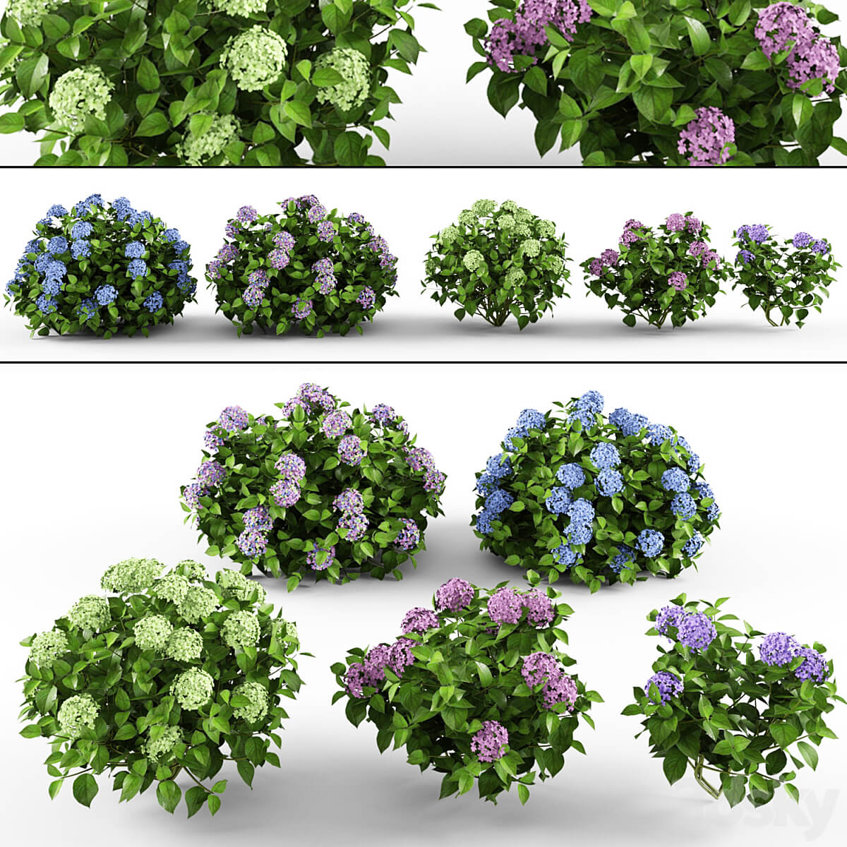 绣球花花丛3D模型（FBX,MAX）