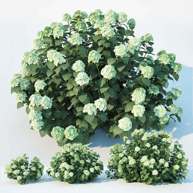 3种尺寸的绣球花丛3D模型（FBX,MAX）