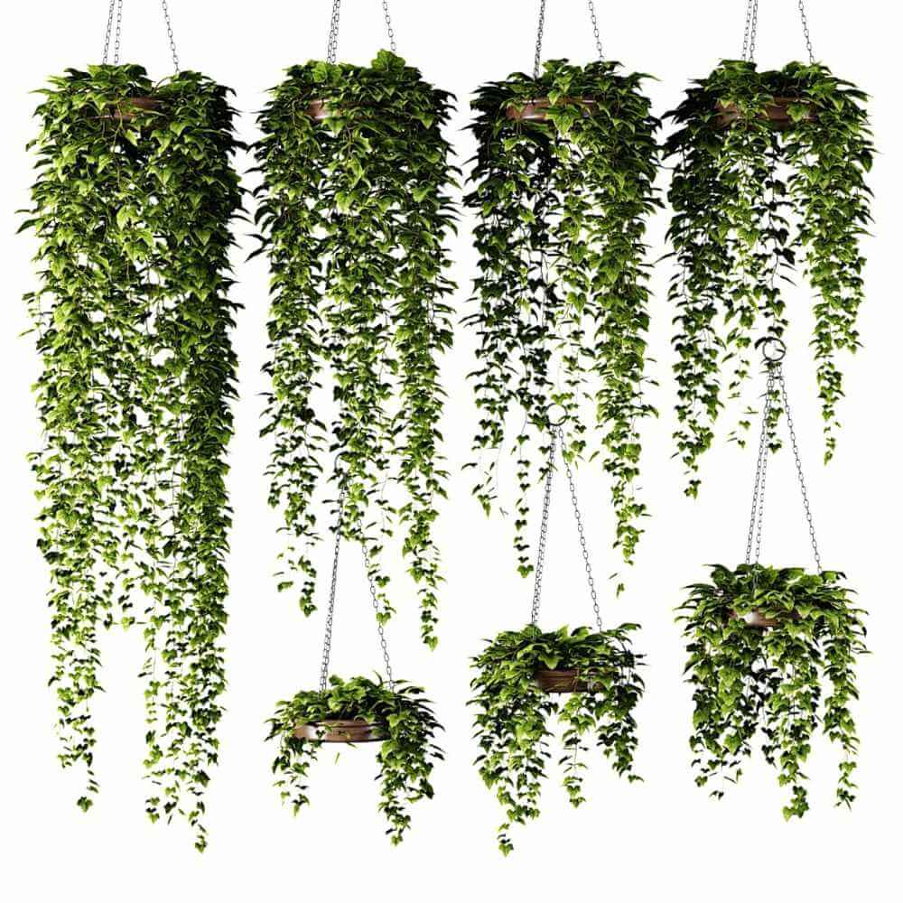 圆形花盆常春藤植物吊篮3D模型（OBJ,MAX）
