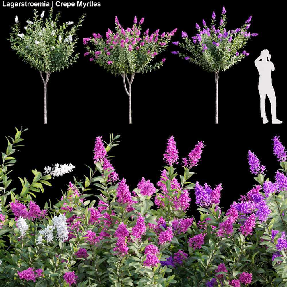 3棵开满花的紫薇树3D模型（OBJ,MAX）