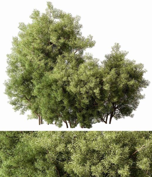 灌木植物组合3D模型（OBJ,MAX）