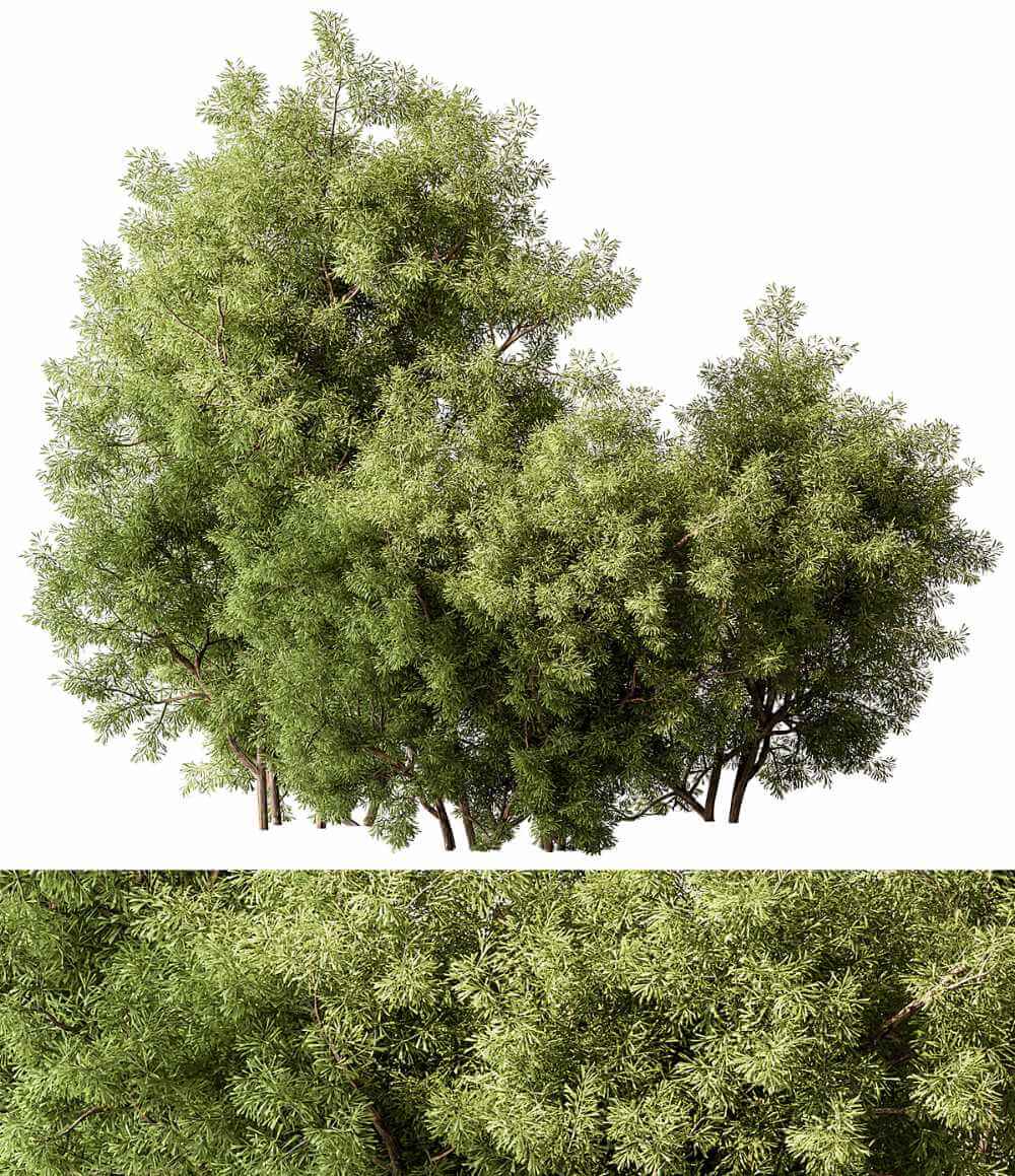 灌木植物组合3D模型（OBJ,MAX）