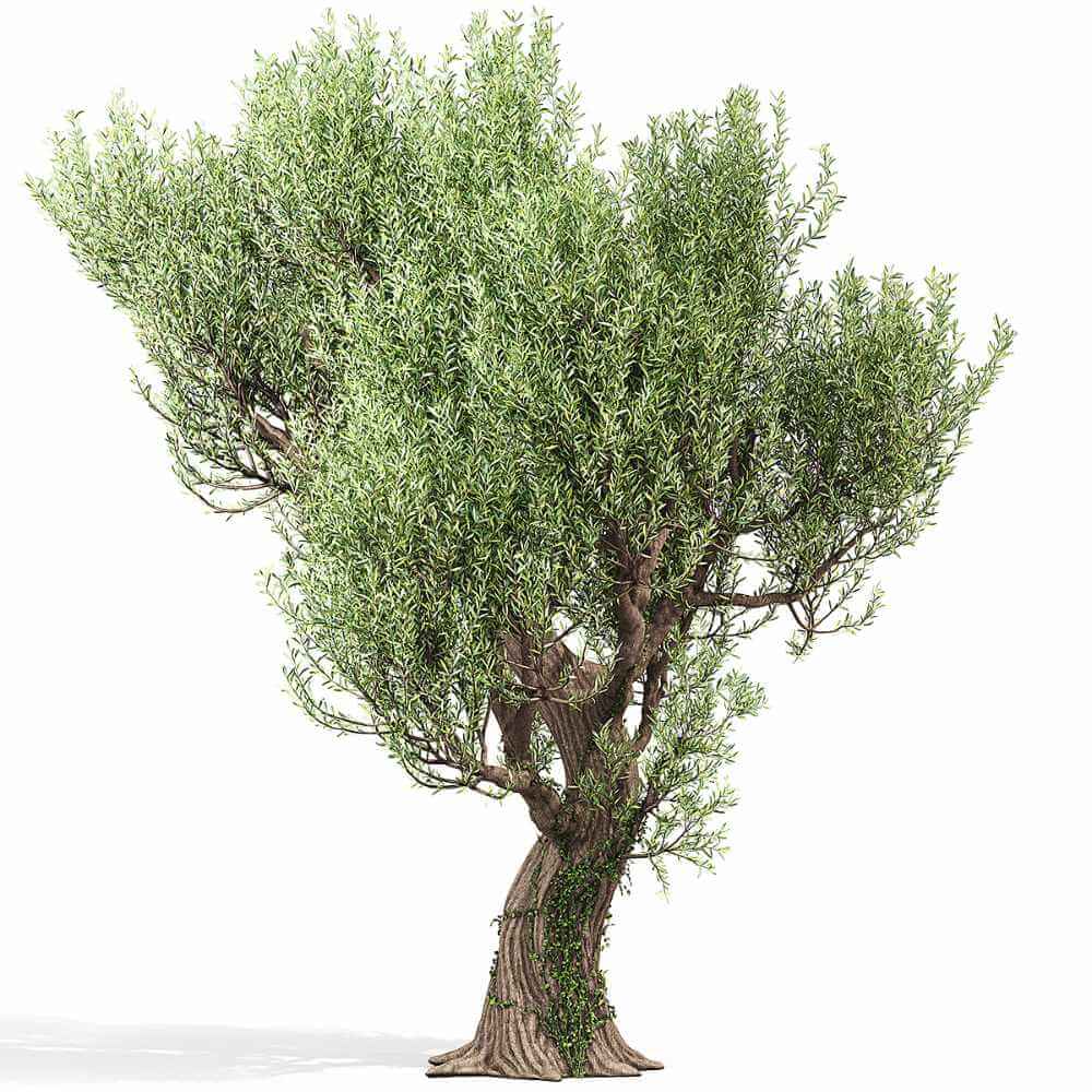 有藤蔓的橄榄树3D模型（FBX,MAX）