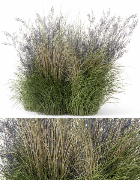 观赏草丛3D模型（OBJ,MAX）