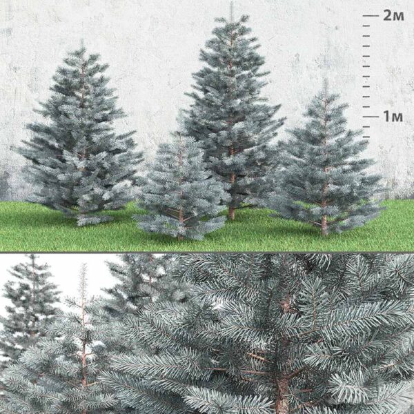 云杉树 云杉灌木3D模型（FBX,MAX）