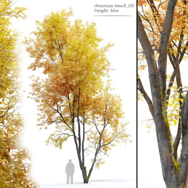 秋天的美国山毛榉树3D模型（FBX,MAX）