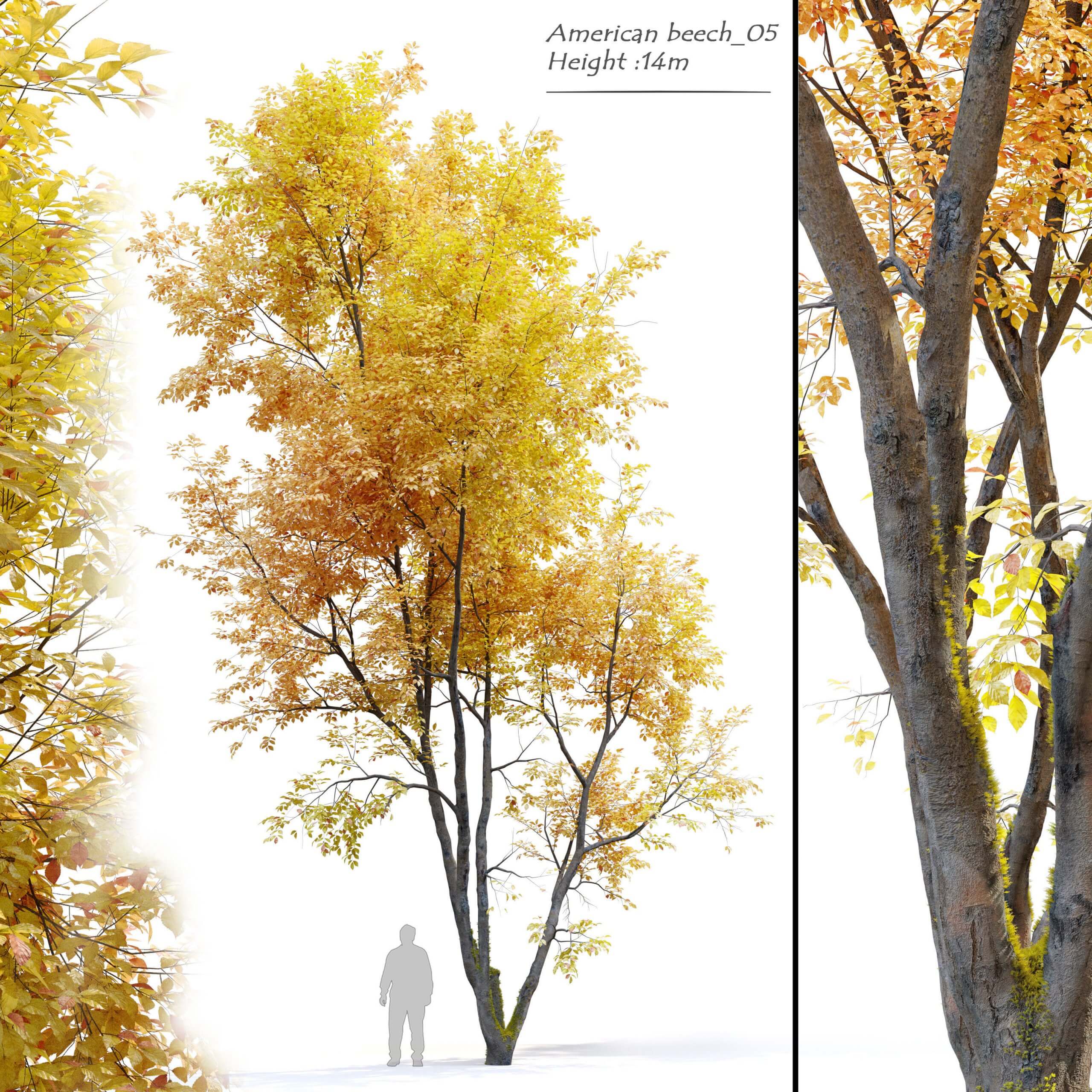 秋天的美国山毛榉树3D模型（FBX,MAX）