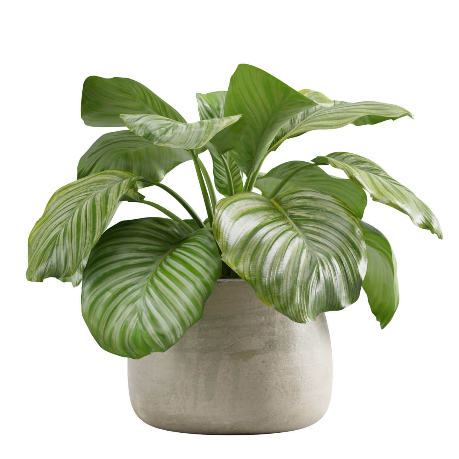 竹芋植物盆栽3D模型（FBX,MAX）