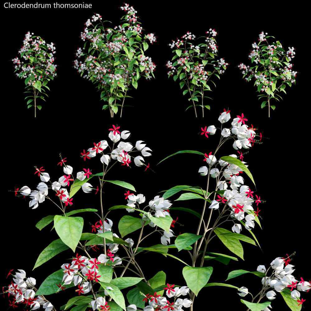 开花的Clerodendrum大青植物 花丛3D模型（OBJ,MAX）