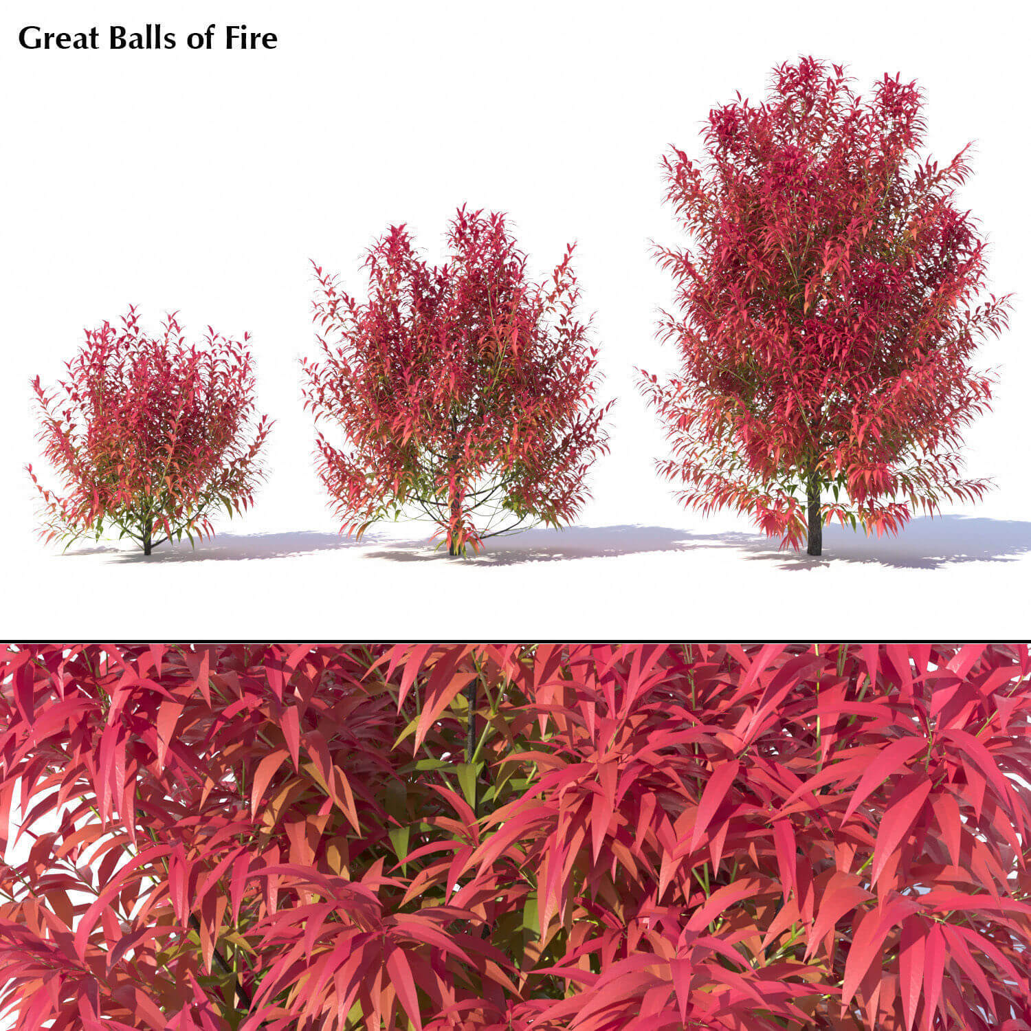 红叶桃金娘红千层植物灌木3D模型（FBX,MAX）