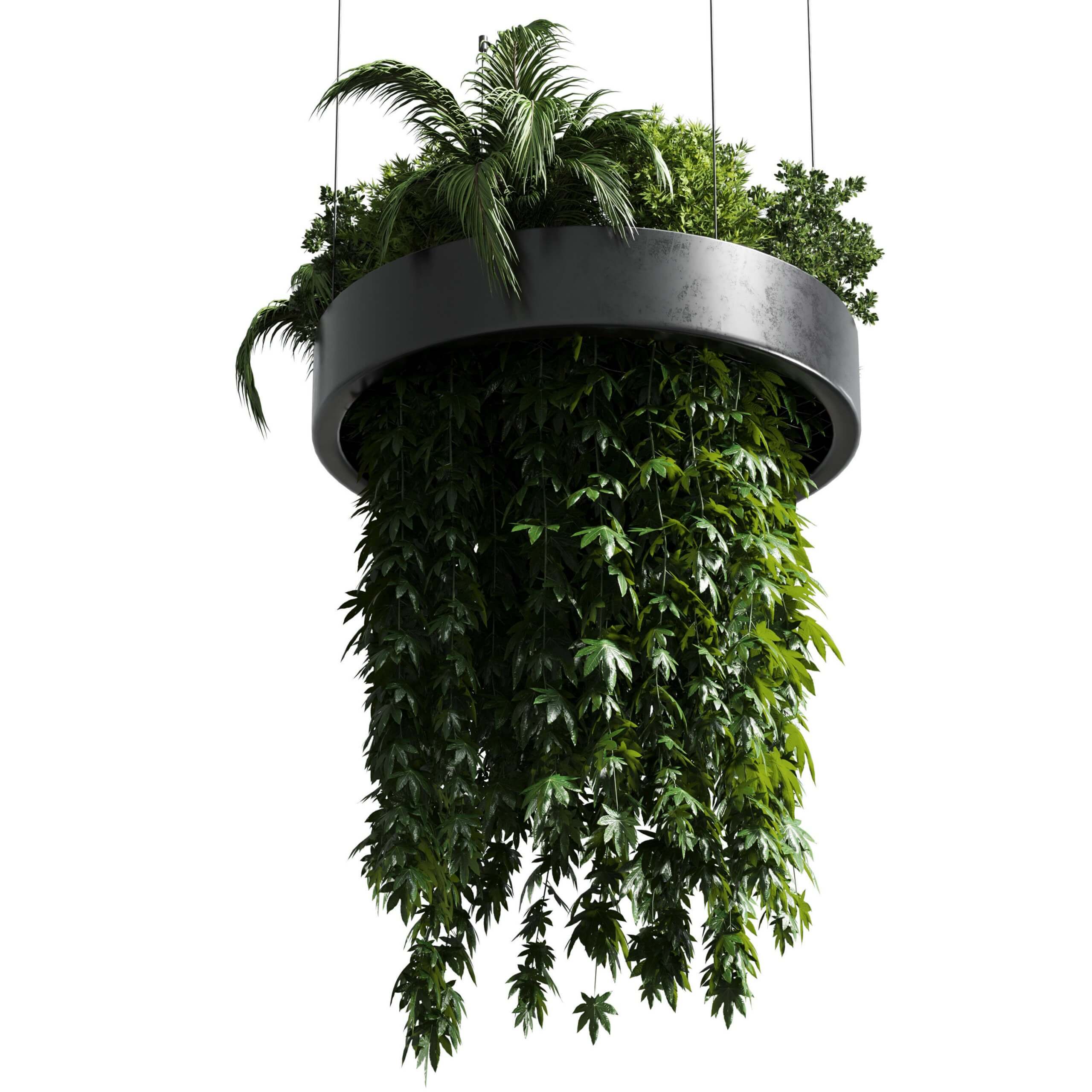 室内悬挂植物 植物吊篮3D模型（OBJ,MAX）