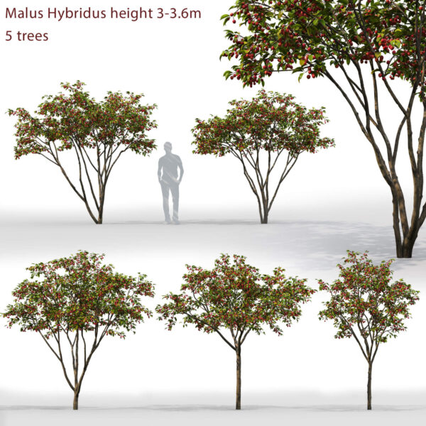 5棵长满果实的Malus Hybridus苹果树3D模型（FBX,MAX）
