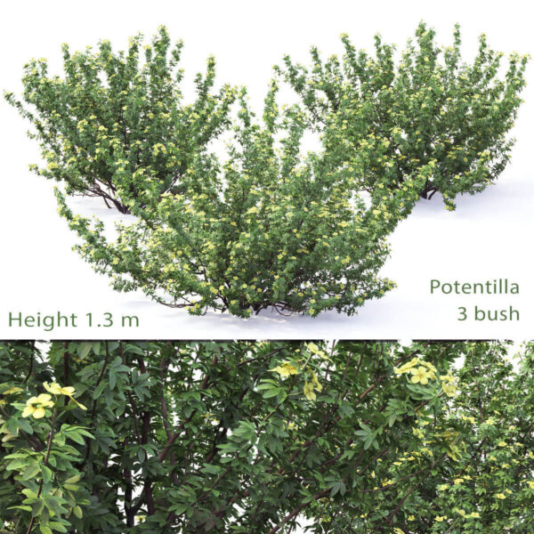 开黄色花朵的委陵菜植物灌木3D模型（FBX,MAX）