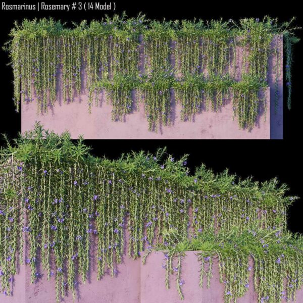 开花的迷迭香爬藤植物3D模型（OBJ,MAX）