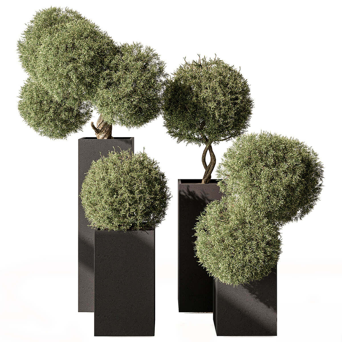 修剪成球形的户外绿植盆景3D模型（OBJ,MAX）