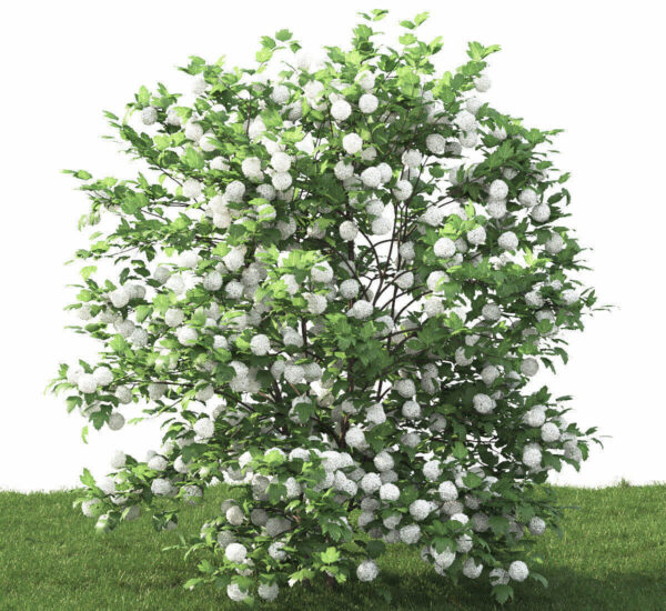 开花的绣球花植物灌木 绣球花花丛3D模型（FBX,MAX）