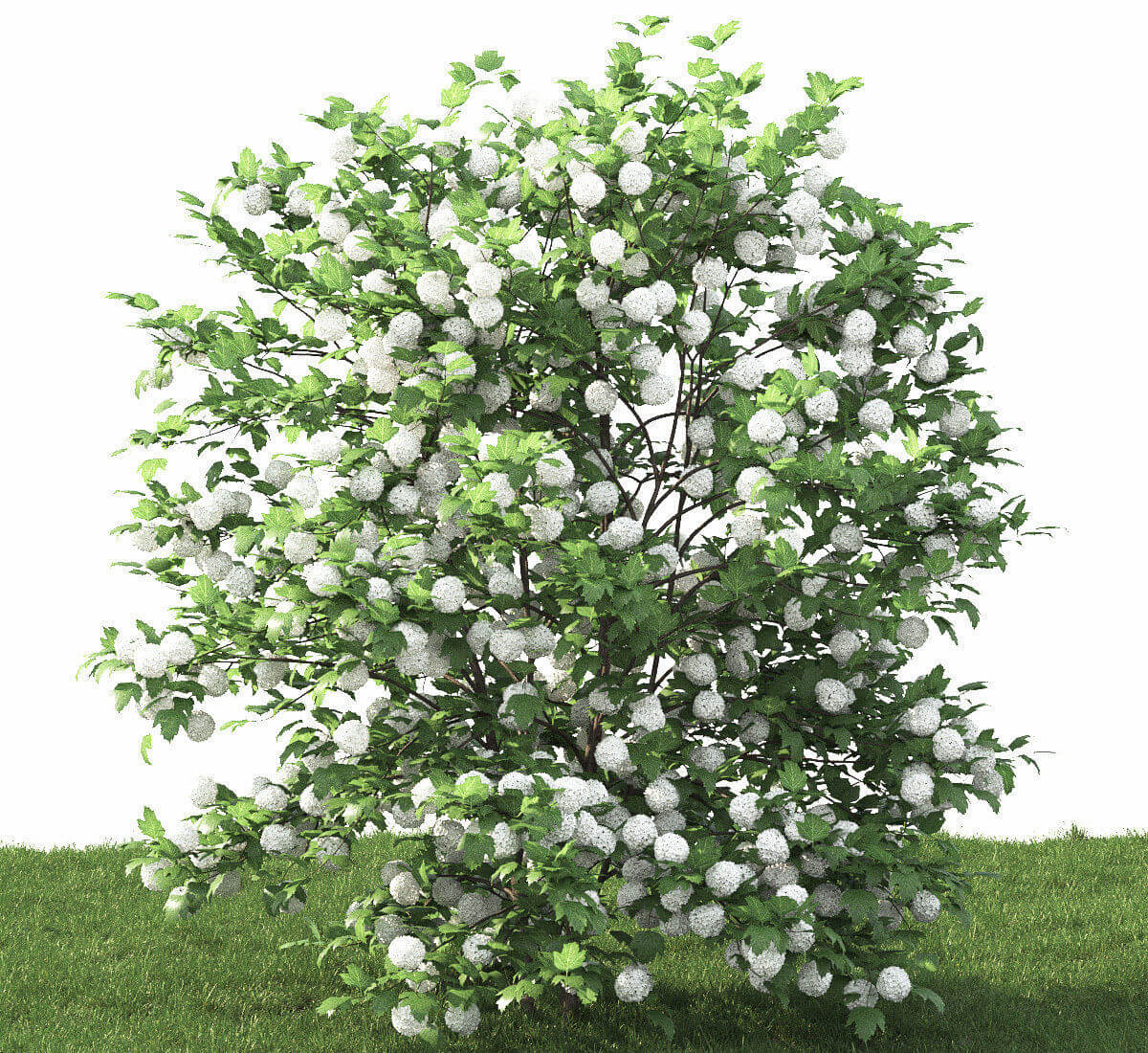 开花的绣球花植物灌木 绣球花花丛3D模型（FBX,MAX）