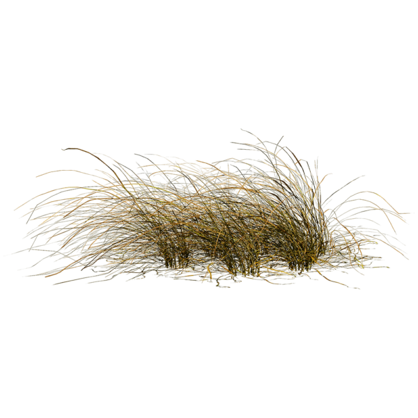 Eragrostis Curvula弯叶画眉草3D模型（OBJ,FBX,MAX）