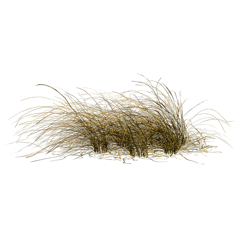 Eragrostis Curvula弯叶画眉草3D模型（OBJ,FBX,MAX）
