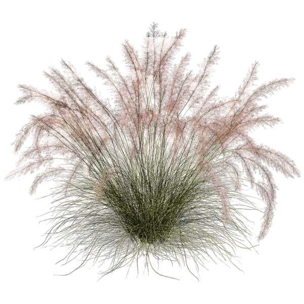 Muhlenbergia Capillaris粉黛乱子草 观赏草丛3D模型（OBJ,FBX,MAX）