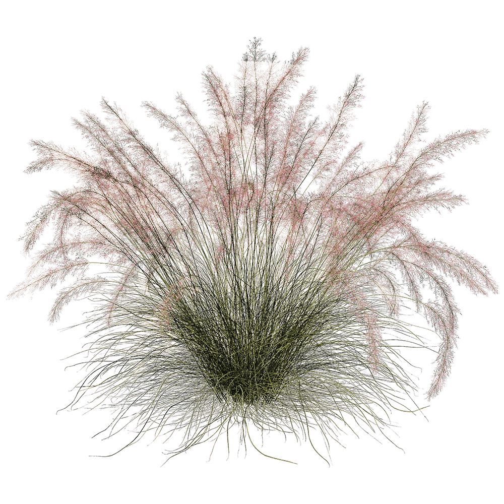 Muhlenbergia Capillaris粉黛乱子草 观赏草丛3D模型（OBJ,FBX,MAX）