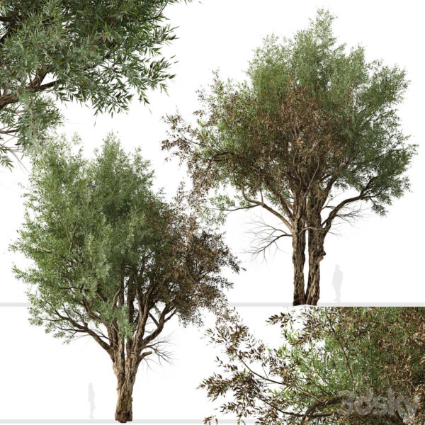 2棵桉树 河红桉3D模型（FBX,MAX）