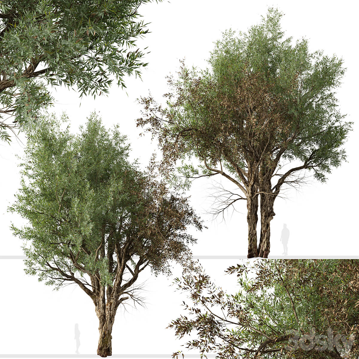 2棵桉树 河红桉3D模型（FBX,MAX）