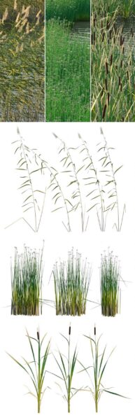 水草 水生植物3D模型（OBJ,MAX）