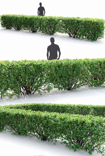 栒子植物树篱3D模型（FBX,MAX）