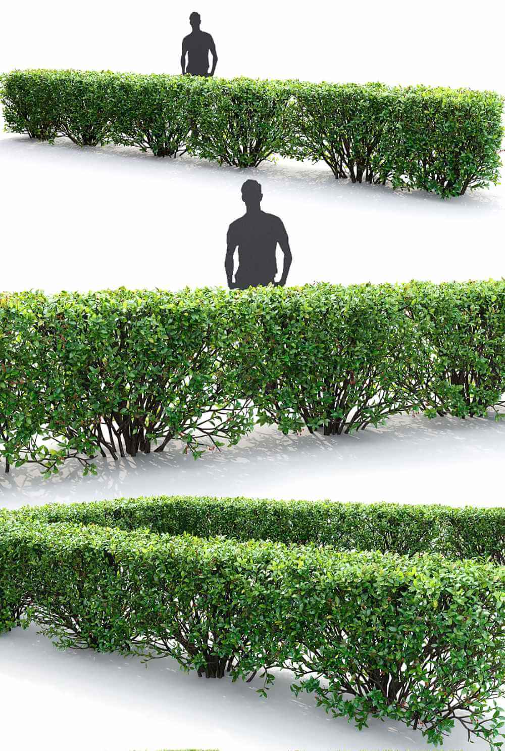 栒子植物树篱3D模型（FBX,MAX）