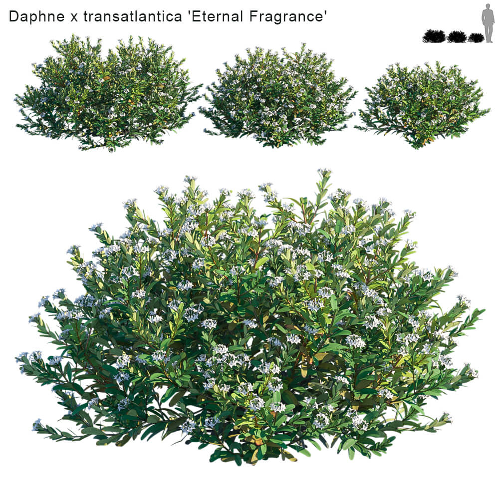 开花的瑞香植物灌木 瑞香花丛3D模型（FBX,MAX）